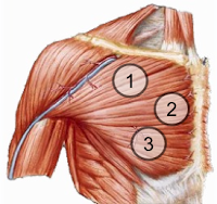 All 3 areas are different sections of the Pectoralis Major muscle. The Pectoralis Minor runs underneath the Major.